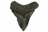 Fossil Megalodon Tooth - Pathological Root #329845-1